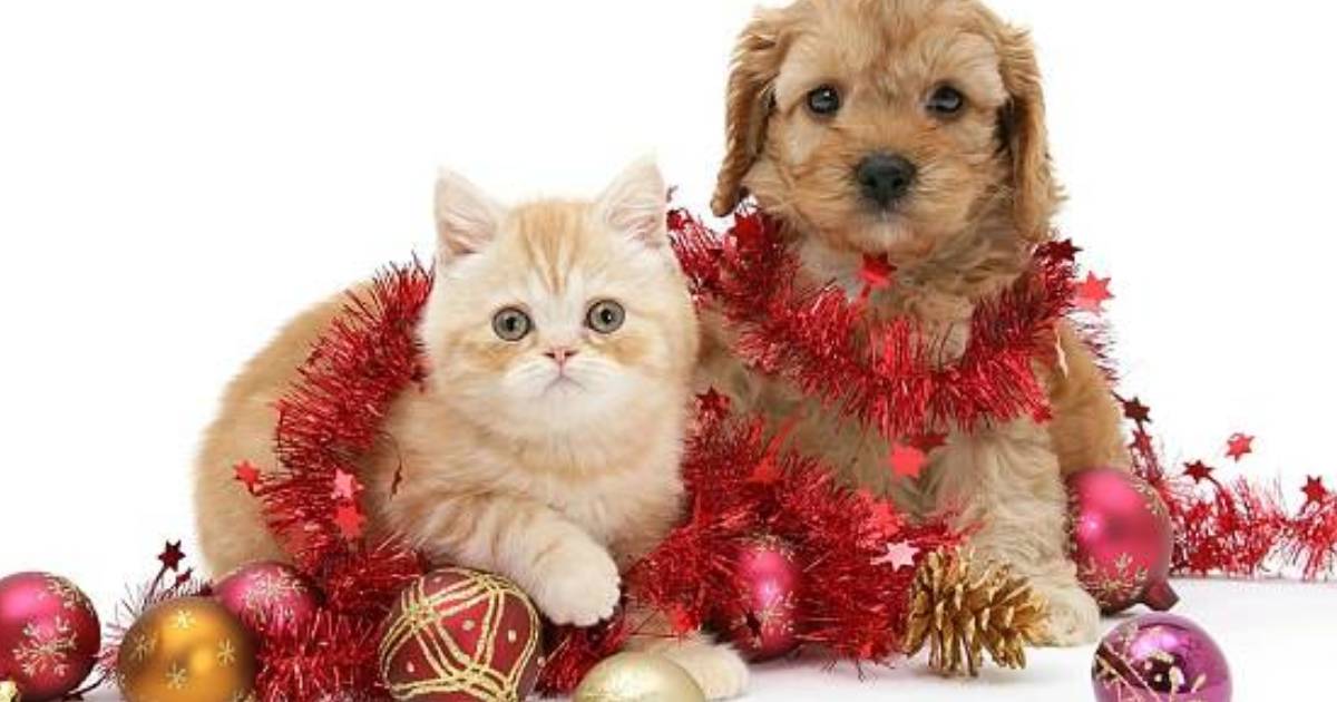 Għandna Nqisu L-Annimali “Parti Mill-Familja” - Steffie Cassar